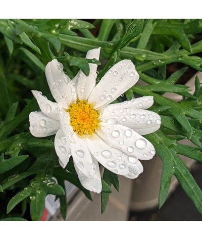 Argyranthemum White Mocha (3lt)