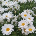 Argyranthemum White Mocha (1lt)