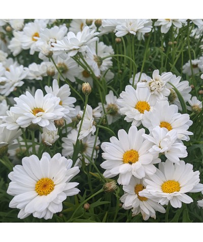Argyranthemum White Mocha (1lt)