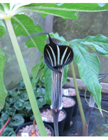 Arisaema costatum (2lt)