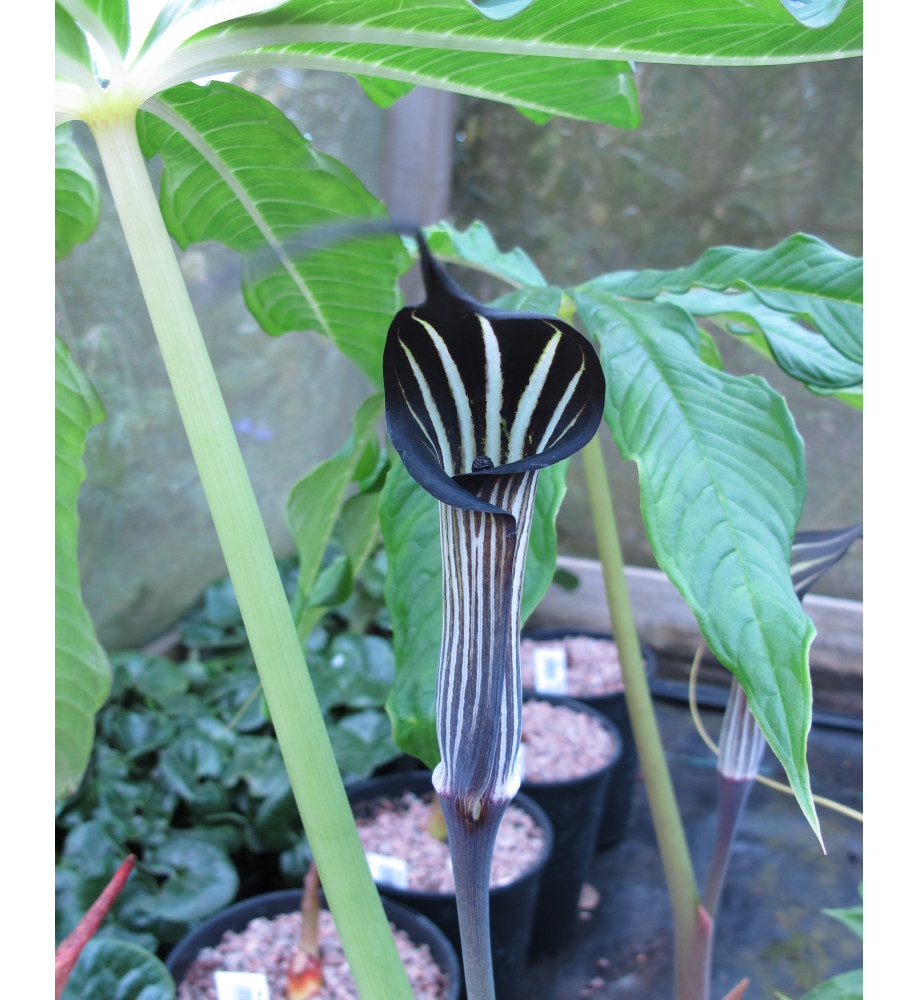 Arisaema costatum (2lt)