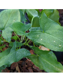 Arisarum proboscideum (2lt) Arisarum proboscideum (2lt)