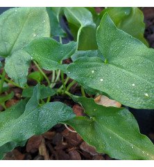 Arisarum proboscideum (2lt)