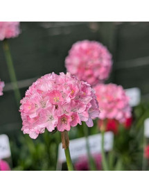 Armeria pseudarmeria Daydream (Dreameria Series)(1lt)