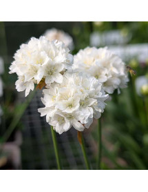 Armeria pseudarmeria Dream Clouds (Dreameria Series)(1lt)