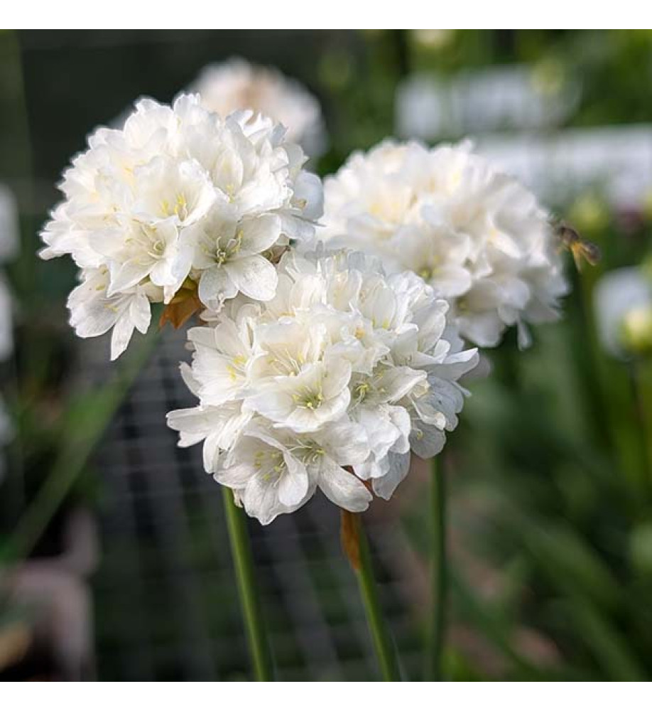 Armeria pseudarmeria Dream Clouds (Dreameria Series)(1lt)