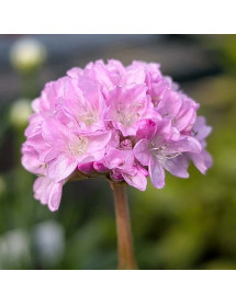 Armeria pseudarmeria Sweet Dreams (Dreameria Series)(1lt)
