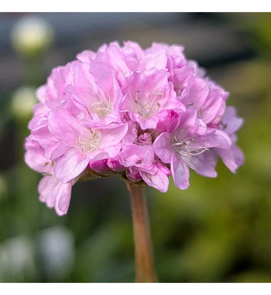 Armeria pseudarmeria Sweet Dreams (Dreameria Series)(1lt)