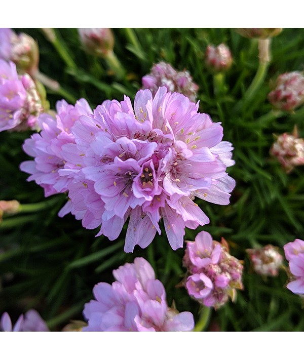 Armeria juniperifolia (1lt) Armeria juniperifolia (1lt)