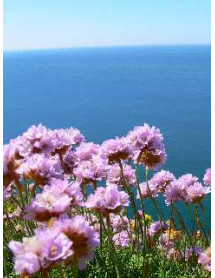 Armeria maritima (1lt) Armeria maritima (1lt)