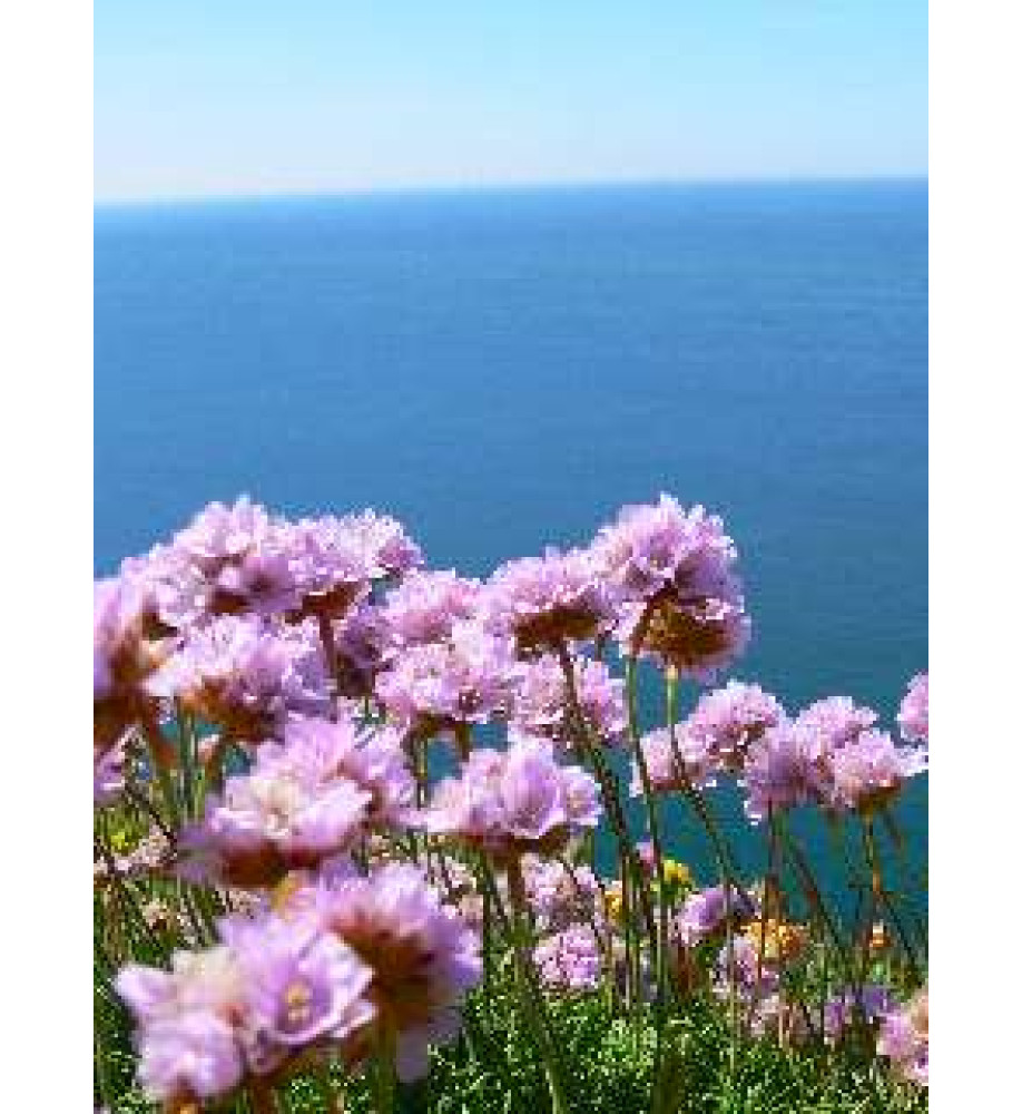 Armeria maritima  (1lt)