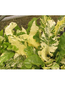 Armoracia rusticana Variegata (Horseradish) (2lt)