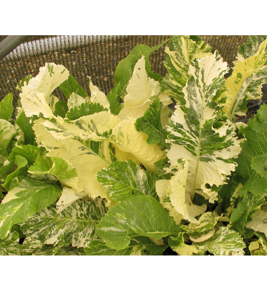Armoracia rusticana Variegata (Horseradish) (2lt)