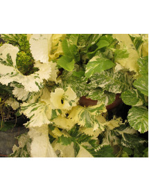 Armoracia rusticana Variegata (Horseradish) (2lt)