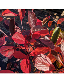 Aronia x prunifolia Brilliant (3lt)