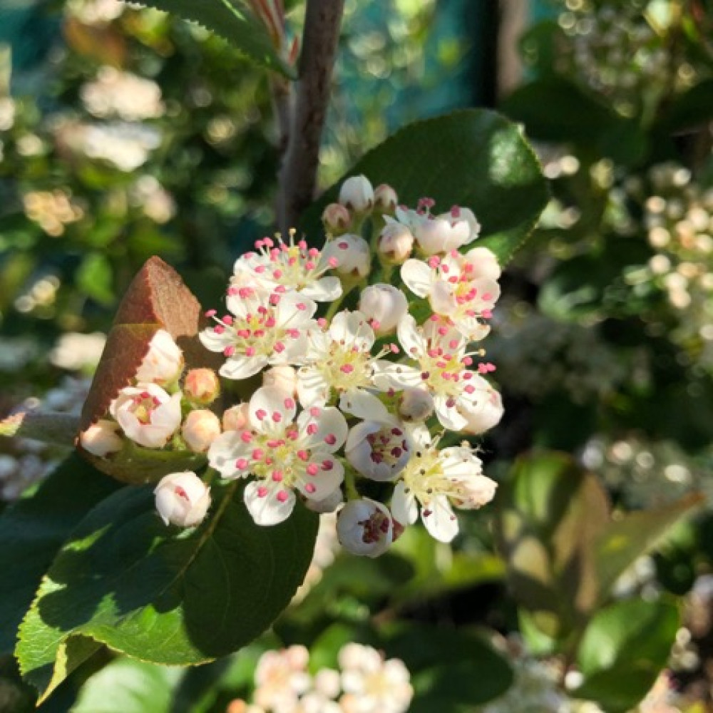 Aronia x prunifolia Nero (15lt) Aronia x prunifolia Nero (15lt)