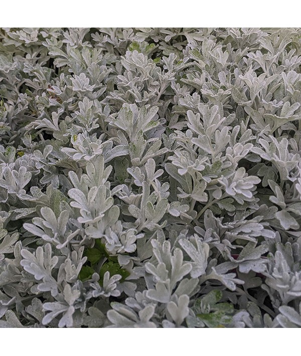 Artemisia stelleriana  (1lt)