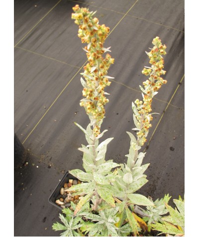 Artemisia ludoviciana Valerie Finnis (1lt)
