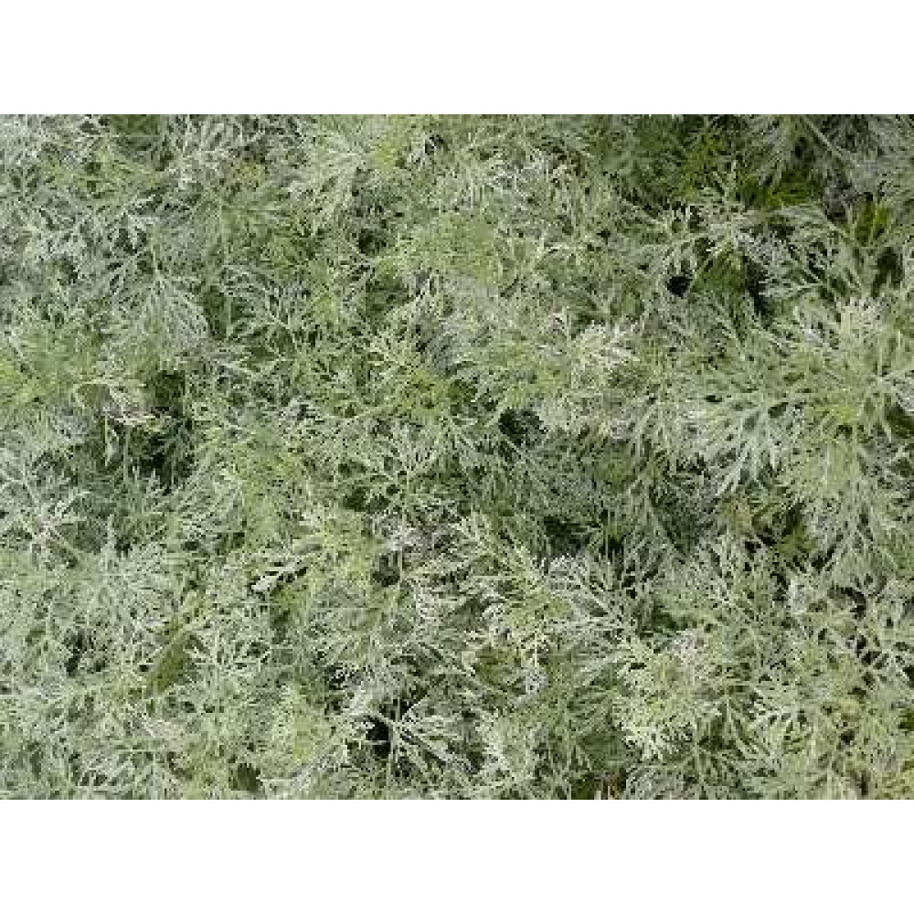 Artemisia Powis Castle (1lt)