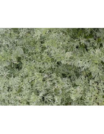 Artemisia Powis Castle (1lt)