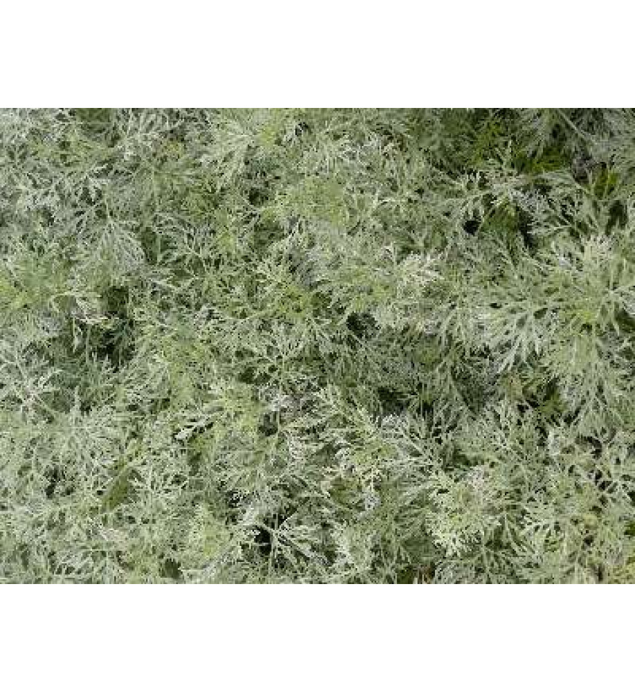 Artemisia Powis Castle (1lt)