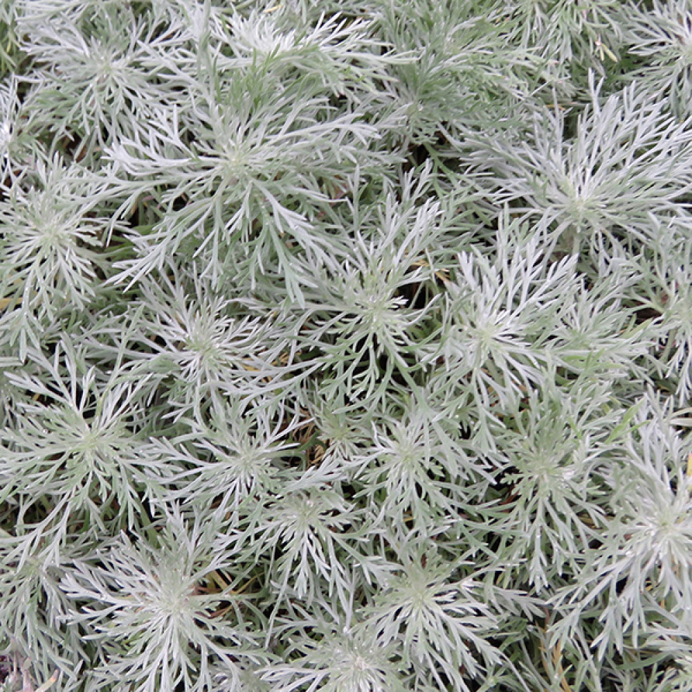 Artemisia schmidtiana Nana  (1lt)