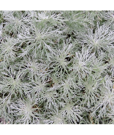 Artemisia schmidtiana Nana  (1lt)