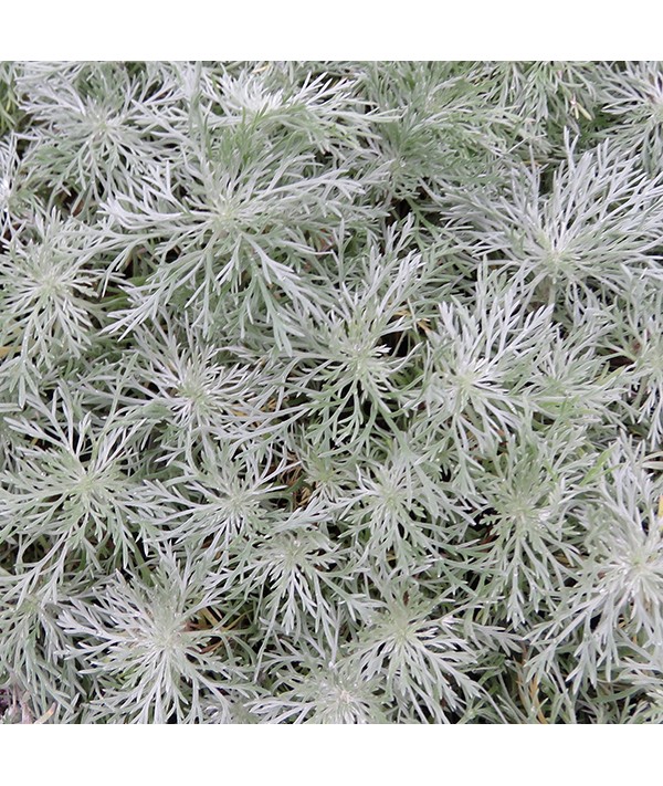Artemisia schmidtiana Nana (2lt)