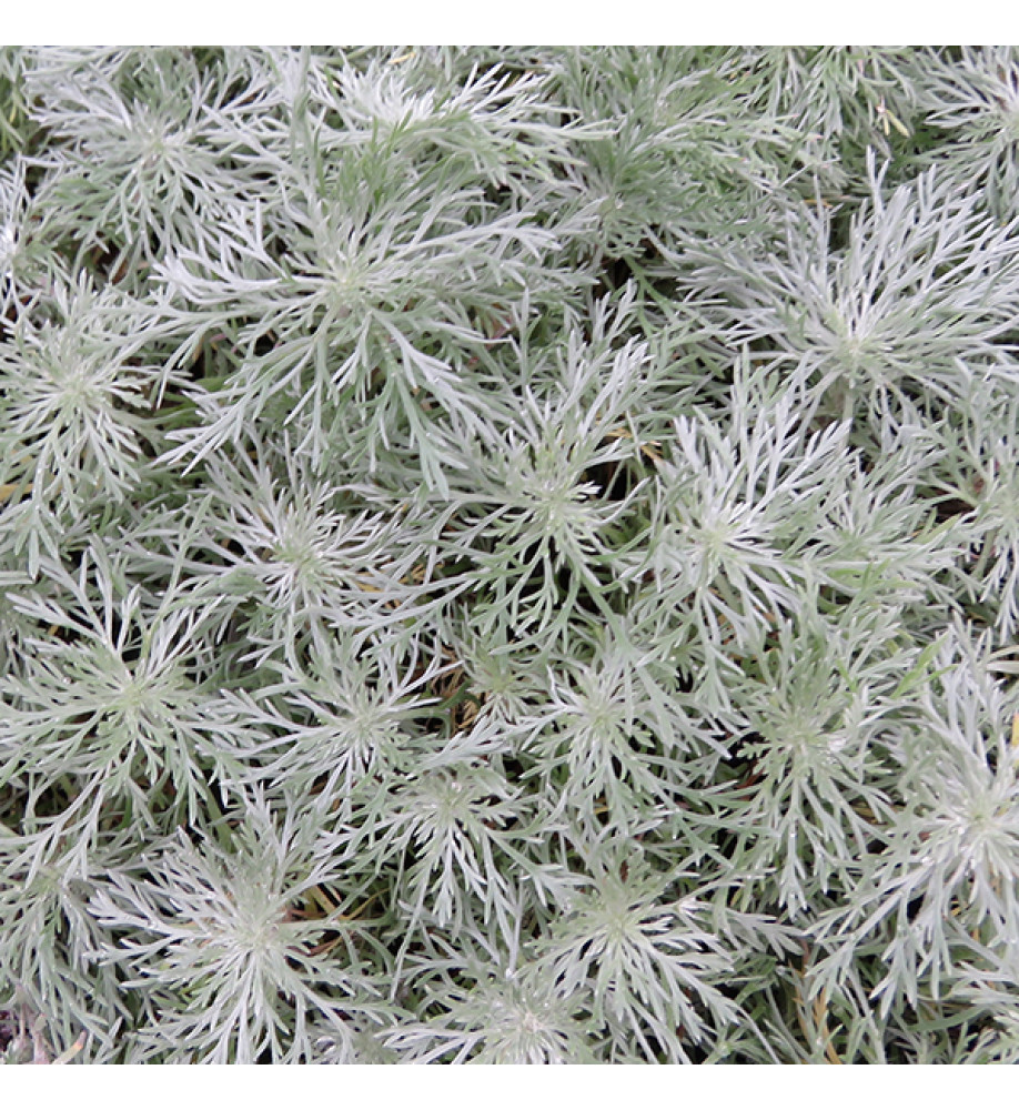 Artemisia schmidtiana Nana  (1lt)