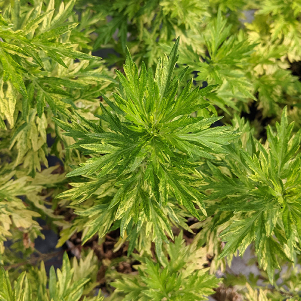 Artemisia vulgaris variegata (2lt)