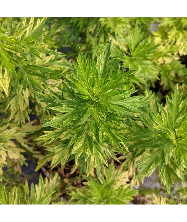 Artemisia vulgaris variegata (2lt)