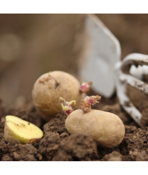 Potato Sarpo Mira (10 Seed Poatoes)