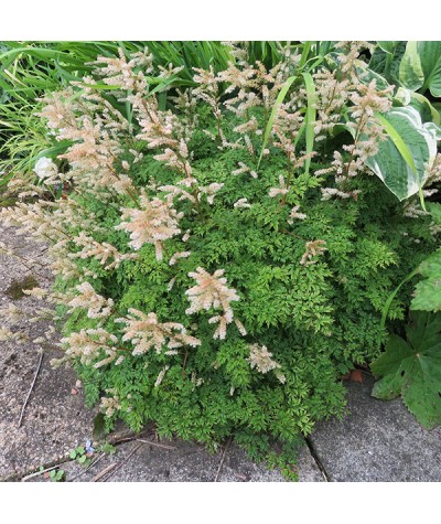 Aruncus aethusifolius (1.5lt)