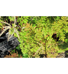 Aruncus Horatio (0.8lt) Aruncus Horatio (0.8lt)