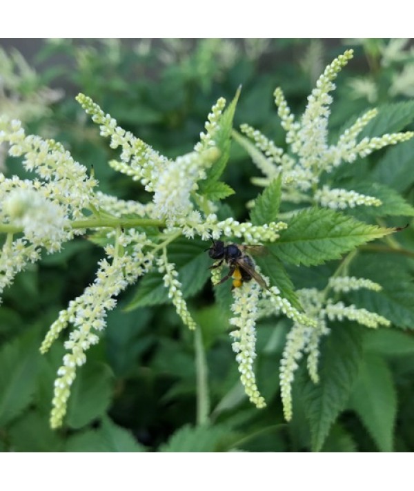 Aruncus Sparkles (1.5lt)