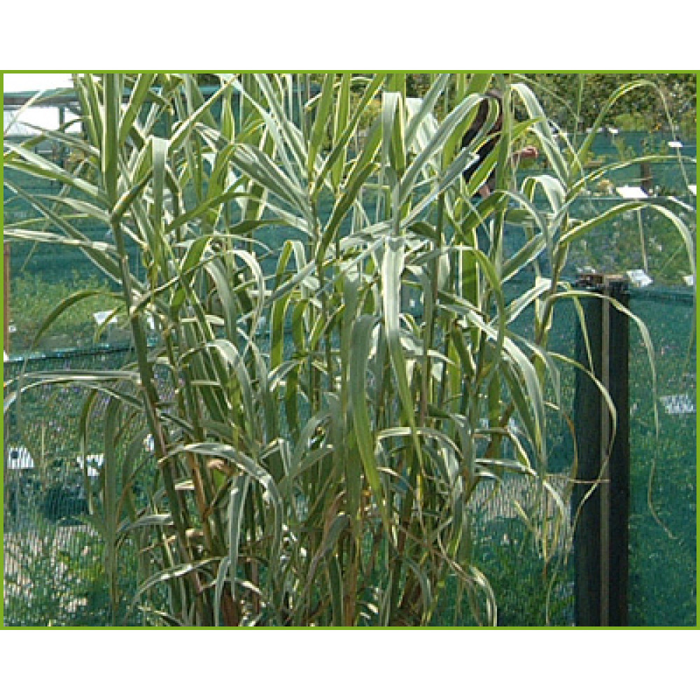 Arundo donax versicolour (3lt)