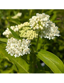 Asclepias incarnata Ice Ballet (1lt)