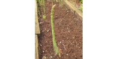 Asparagus officinalis Guelph Millenium (1 x Crown)
