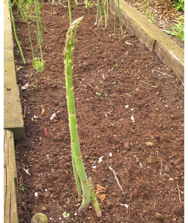 Asparagus officinalis Pacific 2000 (bare root crown)