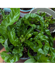 Asplenium antiquum Hurricane (1lt) Asplenium antiquum Hurricane (1lt)
