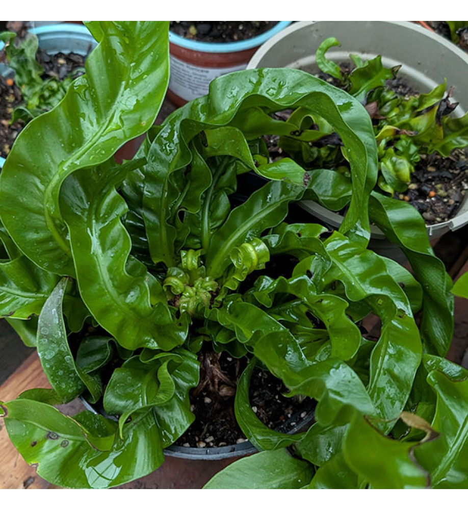 Asplenium antiquum Hurricane (2lt)