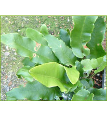 Asplenium scolopendrium (7.5lt)