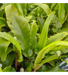 Asplenium scolopendrium (7.5lt)