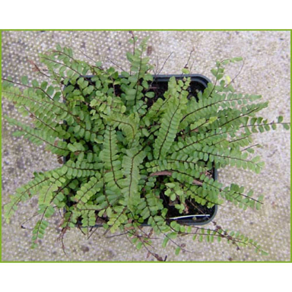Asplenium trichomanes (1lt)