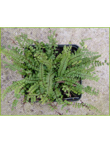 Asplenium trichomanes (0.8lt)