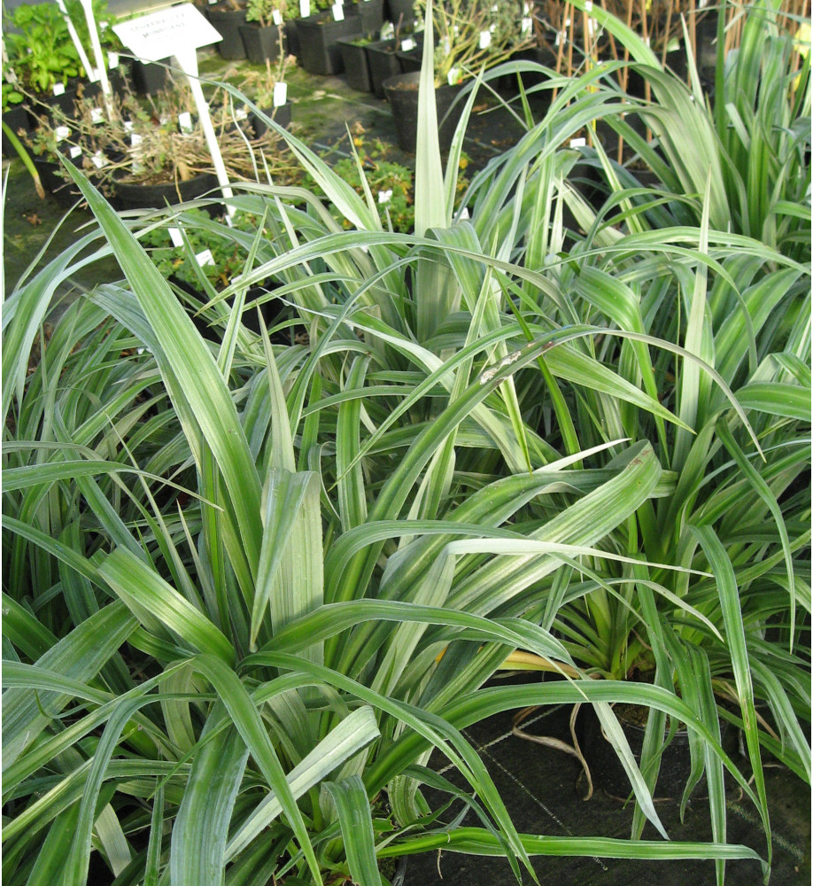Astelia chathamica Silver Spear (5lt)
