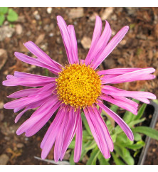 Aster alpinus Happy End (0.8lt)