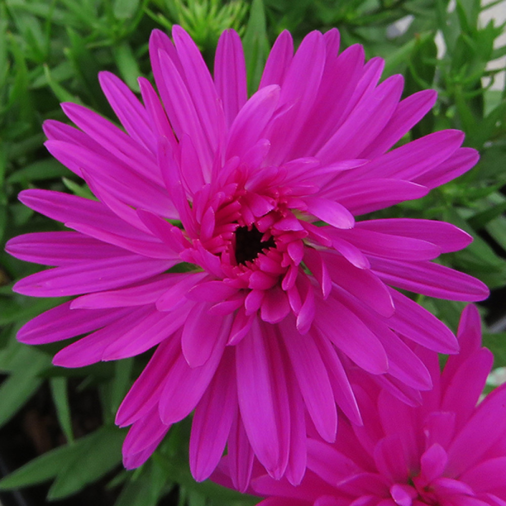 Aster Autumn Jewels Purple Diamond (2lt)