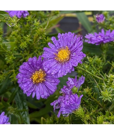 Aster Autumn Jewels Sapphire (2lt)