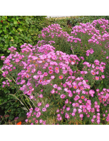 Aster novae-angliae Barrs Pink (1lt)